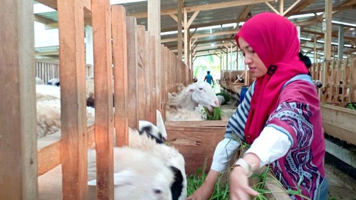 Aldhiana Kusumawati peternak muda sedang bersama domba dan kambing di area peternakannya Dusun Kacepit, Desa Wulungsari, Kecamatan Selomerto, Kabupaten Wonosobo, Selasa (25/7/2023).