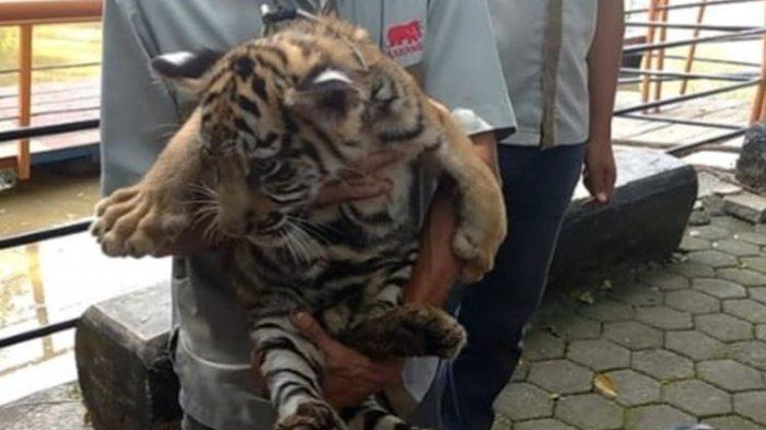 2 Anak Harimau Benggala Lahir di Bonbin Semarang Zoo, Walikota Hendi ...