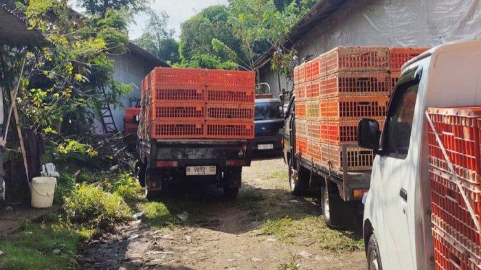 PETERNAKAN AYAM - Suasana peternakan ayam Ali Mahfud Farm di Dusun Kalibendo, Desa Candi, Kecamatan Bandungan, Kabupaten Semarang.