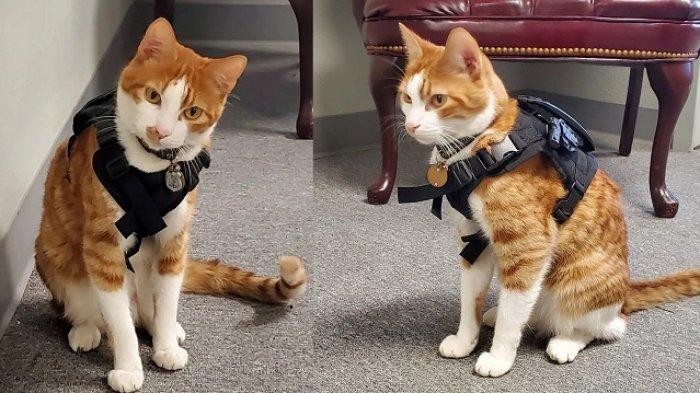 Kucing Colonel Cerita Unik Captain The Police Cat, Kucing Jalanan yang Kini Jadi ...