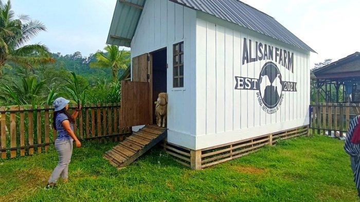 Interaksi pengunjung dengan ternak yang ada di Alisan Farm Wonosobo, Selasa (25/7/2023).