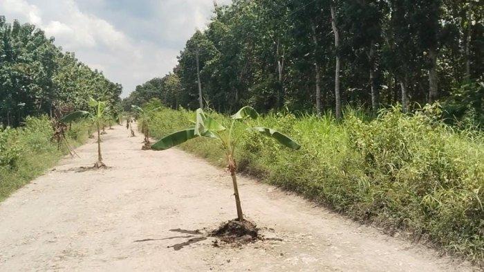 Ruas jalan Cabak - Bleboh, Kecamatan Jiken, Kabupaten Blora, ditanami pisang oleh warga, Rabu (2/4/2025). Aksi tersebut sebagai bentuk protes warga terhadap janji bupati yang tak segera terealisasi.