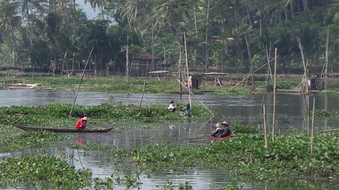 Pembersihan Enceng Gondok di Rawa Pening Tak Kunjung Rampung, Ini ...