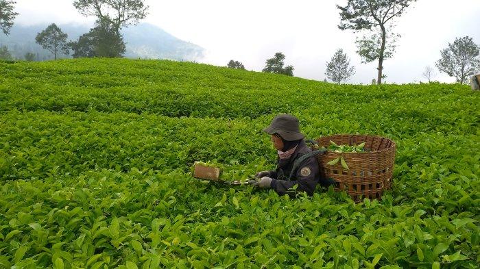 emetik teh tengah memetik teh di Perkebunan Teh Tambi Desa Tambi, Kecamatan Kejajar, Kabupaten Wonosobo.