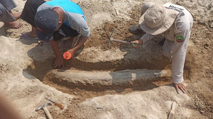 Fosil gading gajah purba ditemukan tertimbun di bebatuan sedimentasi Sungai Bengawan Solo, Selasa (21/5/2024).