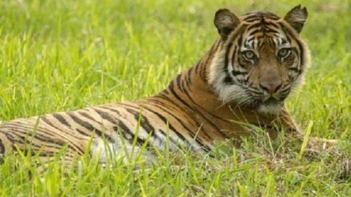 Ilustrasi harimau sumatera