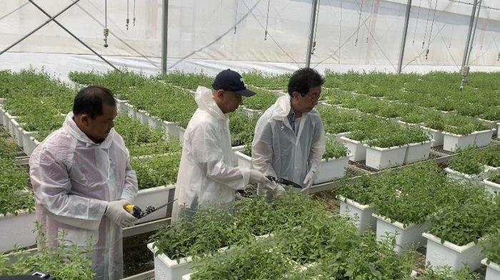 Direktur Sido Muncul Irwan Hidayat (kanan), Menkop UKM Teten Masduki (tengah), dan Bupati Semarang Ngesti Nugraha (kiri) bersama-sama memanen tanaman Stevia hasil riset di pusat penelitian rempah Pabrik Sido Muncul, Bergas, Kabupaten Semarang, Jawa Tengah, Selasa (8/8/2023).