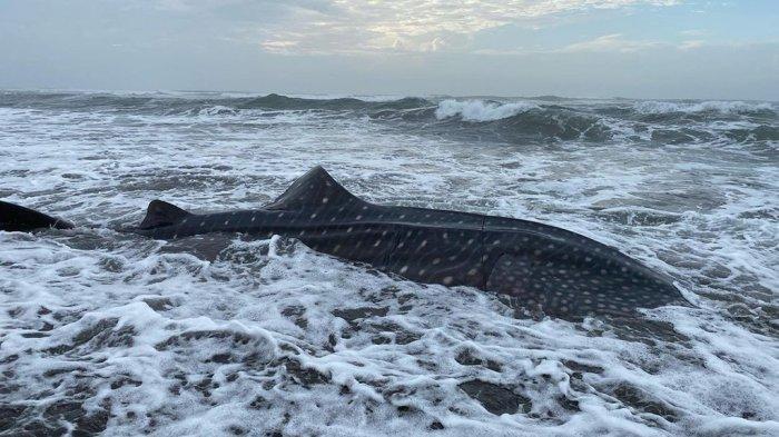Seekor hiu tutul berukuran 6,7 meter dengan berat 2,5-3 ton ditemukan terdampar di Pantai Wagir Indah, Desa Welahan Wetan, Kecamatan Adipala, Cilacap, pada Rabu (29/11). Penemuan ini pertama kali dilaporkan oleh nelayan yang sedang mencari ikan.