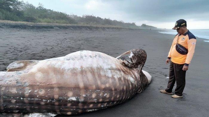 Anggota Satlinmas Rescue Istimewa (SRI) Wilayah V Kulon Progo menunjukkan bangkai hiu tutul yang ditemukan terdampar di sekitar TPI Bayeman, Kapanewon Temon, Selasa (14/11/2023) pagi.