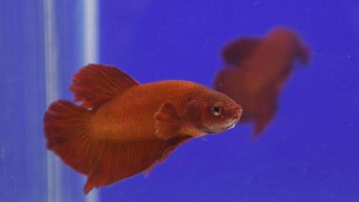 Ikan Cupang (Betta Fish) jenis Plakat Super Red koleksi Doni Maulana yang dipelihara dan dikembangbiakkan di kawasan Jl Mleto, Rabu (29/7).