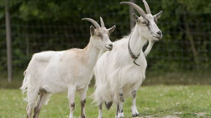Ilustrasi kambing.
