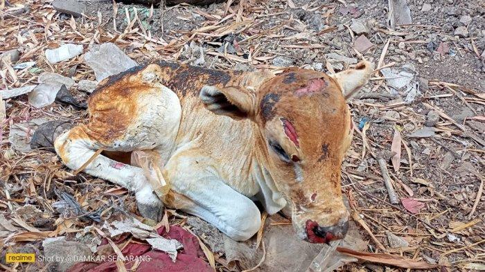 Seekor anak sapi mengalami luka bakar saat kebakaran TPA Jatibarang Semarang pada 22 September 2023.