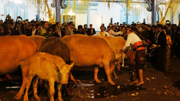 Barisan kebo bule memimpin Kirab Malam Satu Suro di Keraton Solo, Kamis (21/9/2017). Kehadiran Kebo Bule selalu ditunggu dengan antusiasme tinggi oleh masyarakat Solo.