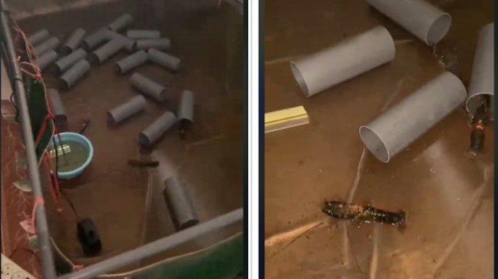 Pemilik kos syok temukan budidaya lobster di kamar kosnya