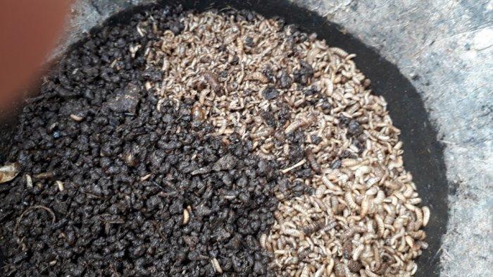 Budidaya Maggot dari sampah