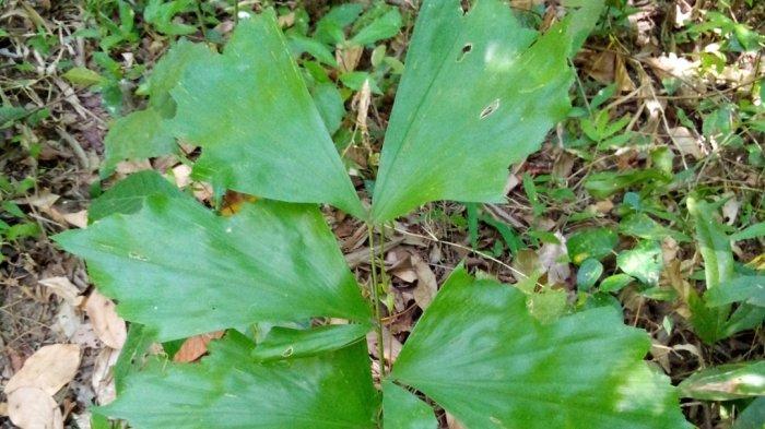 Manfaat Sarai, Tanaman Hias yang Ampuh untuk Segala Macam Penyakit