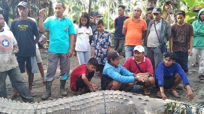 Kakek Usman (53) seorang warga Desa Ambuau Indah, Kecamatan Lasalimu Selatan, Kabupaten Buton, Sulawesi Tenggara, menangkap seekor buaya raksasa seberat 1 ton seorang diri, Sabtu (25/6/2022) pagi.(DEFRIATNO NEKE)