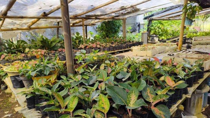 Pengabdian Masyarakat Dosen IT Telkom Purwokerto Buatkan Website Pada Komunitas Petani Tanaman Hias