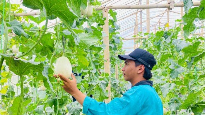 Pengunjung sedang melihat-lihat buah melon jenis sweet net 9 yang ada di Green House Lazuardi Farm, Desa Dukuhwringin, Kecamatan Slawi, Kabupaten Tegal saat panen perdana pada Sabtu (8/7/2023) lalu. Adapun buah melon dijual dengan harga Rp 32 ribu per kilogram.