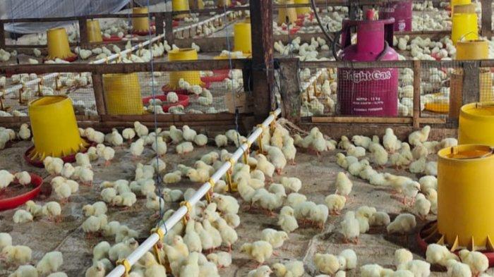 PETERNAKAN AYAM - Suasana peternakan ayam Ali Mahfud Farm di Dusun Kalibendo, Desa Candi, Kecamatan Bandungan, Kabupaten Semarang.