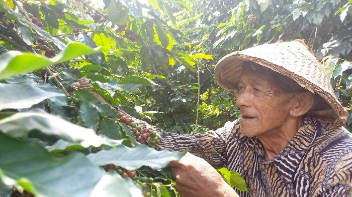 Petani Tak Perlu Lagi Jual Murah: Resi Gudang Jadi Senjata Baru Kopi Temanggung Petani Tak Perlu Lagi Jual Murah: Resi Gudang Jadi Senjata Baru Kopi Temanggung