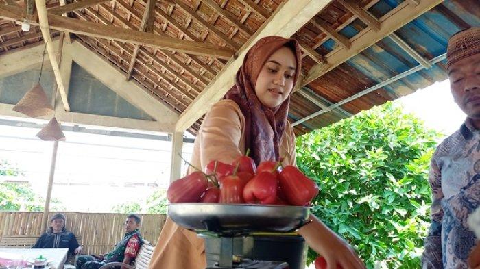 seorang pengunjung memetik buah jambu di kebun Desa Getassrabi, Kecamatan Gebog, Kudus, Selasa (8/8/2023).