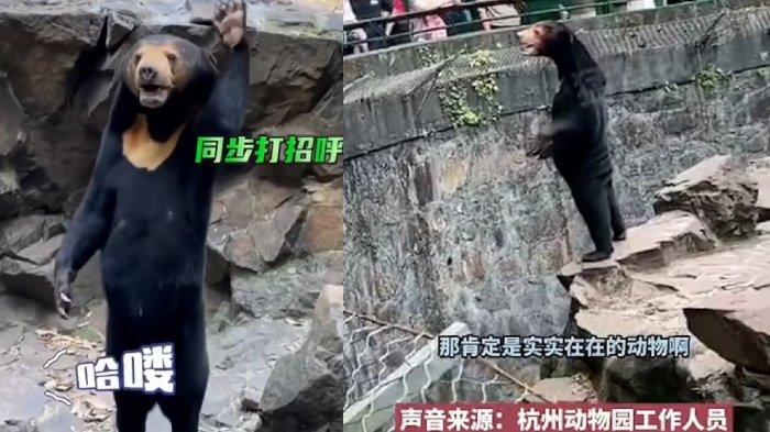 Ini 5 Fakta Sun Bear yang Viral di Kebun Binatang Cina, Disebut Mirip