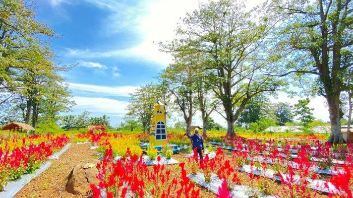 Foto suasana di Taman Bunga Celosia yang beralamat di jalan raya Bojong, Sawah Ladang, Desa Danawarih, Kecamatan Balapulang, Kabupaten Tegal, Minggu (9/5/2021). Terlihat ada pengunjung yang sedang mengabadikan momen dengan berfoto selfie di area taman. 