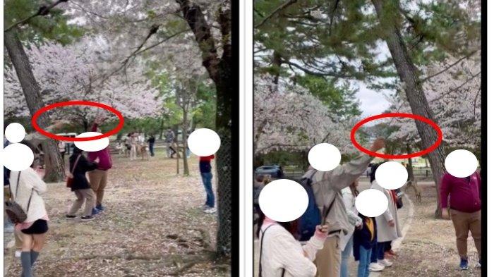 Viral kelakuan turis Indonesia rontokkan bunga sakura di Jepang jadi omongan netizen luar negeri