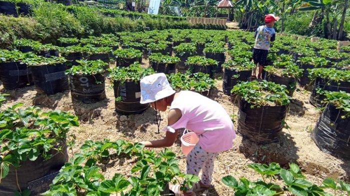 Suasana pengunjung di Kebun Stroberi Catra Wonosobo, Minggu (13/8/2023). Pengunjung bisa langsung memetik stroberi dari pohonnya.