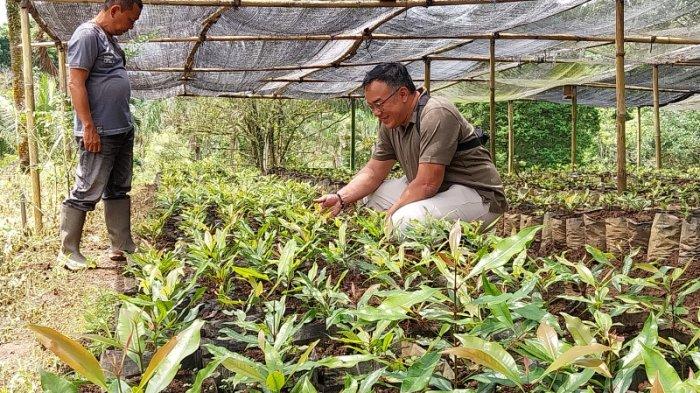 Perkebunan Lidjen Rencanakan Peremajaan 17 Ribu Tanaman Cengkeh ...