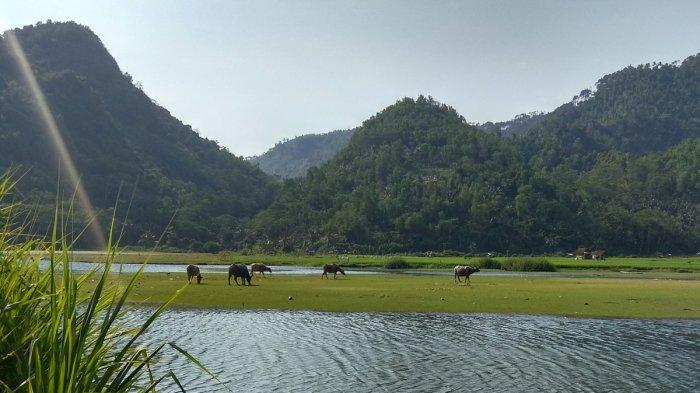 Pantai Kebo Trenggalek, unik dengan rerumputan hijau dan kerbaunya