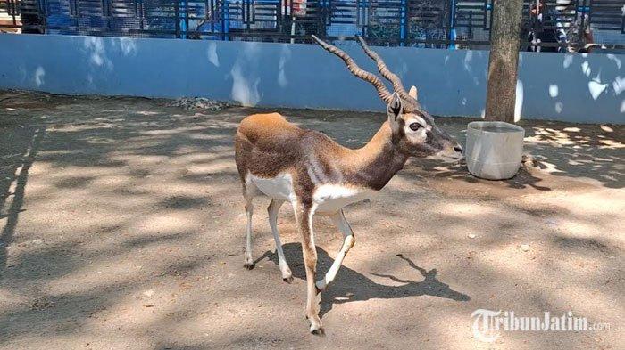 2 Satwa Antelop kembali ke kandang Madiun Umbul Square, Jumat siang (20/9/2024). 2 hewan mamalia tersebut sebelumnya dijual secara ilegal oleh oknum Tenaga Harian Lepas inisial MFR.