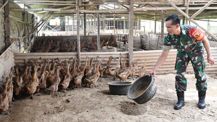Aktivitas Prajurit TNI AD yang berdinas di Kodim 0803/Madiun, Serma Nurjain, ketika nyambi sebagai Peternak Bebek Petelur,  di kandangnya Dusun Karanganyar, Desa Pucangrejo, Kecamatan Sawahan, Kabupaten Madiun, Rabu (3/7/2024)