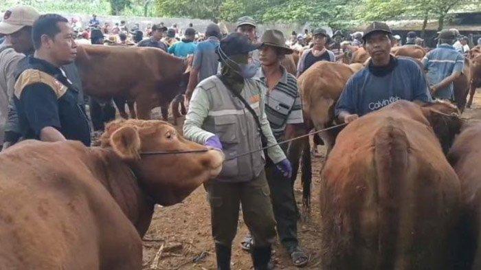 HEWAN KURBAN - Aktivitas jual beli hewan kurban di pasar hewan Tuban menjelang Idul Adha. Pengawasan ketat dilakukan untuk memastikan ternak dalam kondisi sehat dan bebas penyakit, Senin (5/5/2025).