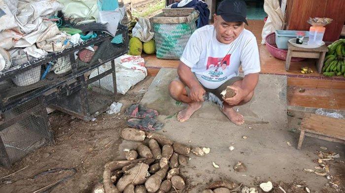 PETANI SINGKONG JOMBANG - Agus Purwanto saat Memotong Singkong di Rumahnya di Desa Pulorejo, Kecamatan Ngoro, Kabupaten Jombang, Jawa Timur pada Selasa (3/6/2025). Harga singkong anjlok membuat petani singkong meringis.