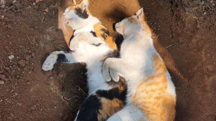 Belasan kucing di Jalan Danau Maninjau Barat 1 Blok B1 Kelurahan Sawojajar, Kecamatan Kedungkandang, Kota Malang, mati misterius, mulai Sabtu (5/10/2024) hingga Kamis (10/10/2024). Diduga, kucing-kucing tersebut mati karena diracun.