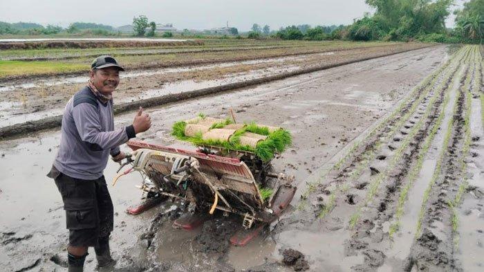 Bripka Muliono saat menggarap sawah di Desa Kedungmungal, Kecamatan Pungging, Kabupaten Mojokerto, Jawa Timur, Senin (20/1/2025).