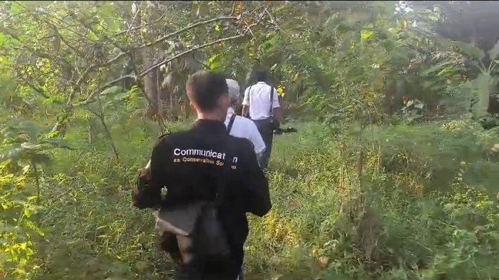 Buru monyet di Dusun Driyorejo, Gresik, Kamis (11/7/2024) sore.