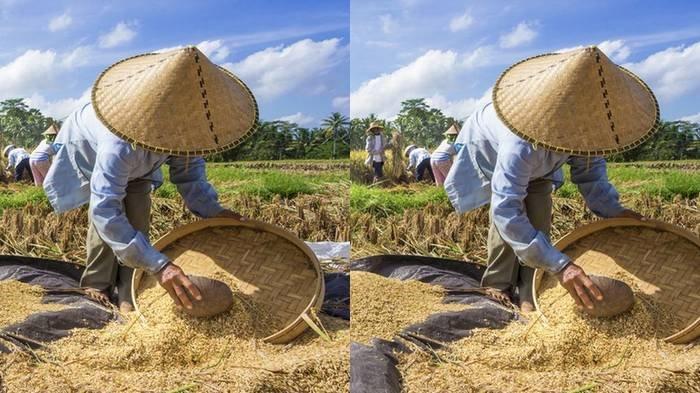 Cara daftar Petani Milenial 2024, insentif Rp 10 juta per bulan.