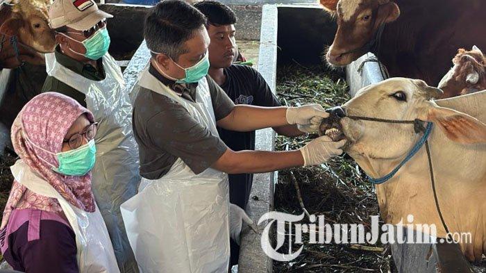 CEK HEWAN KURBAN - Petugas DKPP Kabupaten Kediri saat mengecek hewan kurban di Desa Semanding, Kecamatan Pagu, Kediri, Kamis (15/5/2025). Kegiatan ini dilaksanakan menjelang Hari Raya Idul Adha 2025 dengan menyasar sejumlah peternak di wilayah Kabupaten Kediri. 