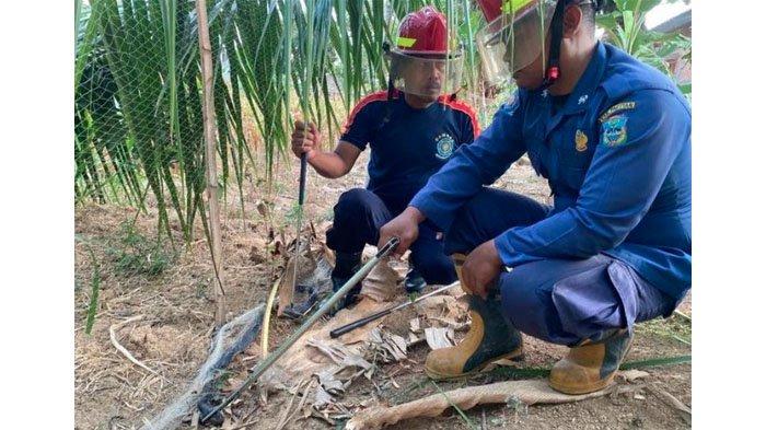Damkar Pacitan mengevakuasi ular kobra yang telah menyemburkan bisa ke mata pelajar SMP di Pacitan, Selasa (31/10/2023).