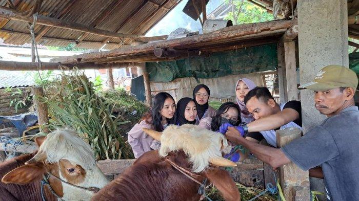 Jelang Idul Adha 2024, Pemkab Banyuwangi Mulai Cek Kesehatan Hewan Kurban