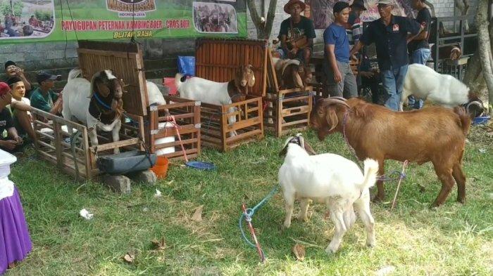 Ilustrasi kambing untuk kurban.