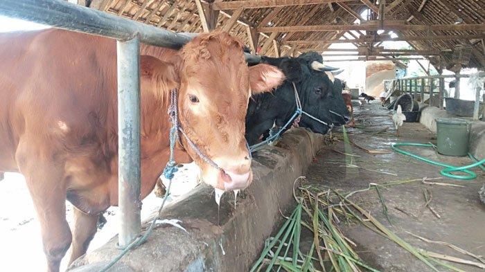 Hewan Ternak Sapi Milik Peternak di Peterongan yang Tengah Berada di Kandang