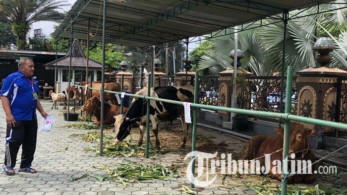 Hewan kurban di halaman Masjid Agung An Nur Kota Batu pada Idul Adha 2023, Kamis (29/6/2023).
