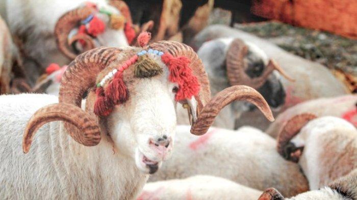 Hewan kurban untuk Idul Adha di Turki didandani sebelum disembelih.