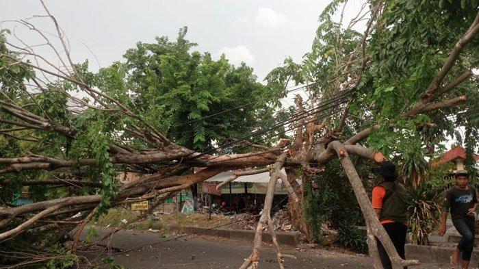 Hujan deras disertai angin kencang melanda sejumlah wilayah di Kabupaten Sidoarjo, Jawa Timur, Senin (4/11/2024) siang. Sejumlah pohon dilaporkan tumbang, bahkan ada juga yang air hujannya bercampur es. 