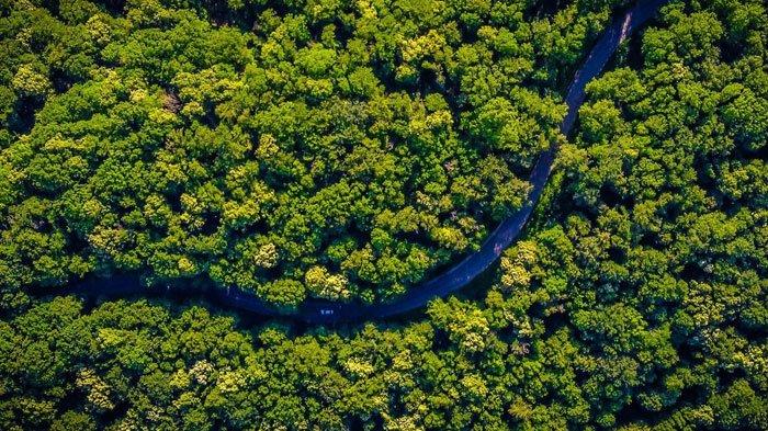 BINTANG SATU - Viral netizen Indonesia beri bintang satu untuk Hutan Amazon Brazil. Imbas review buruk Gunung Rinjani setelah insiden pendaki asal Brasil yang jatuh di jurang Gunung Rinjani.