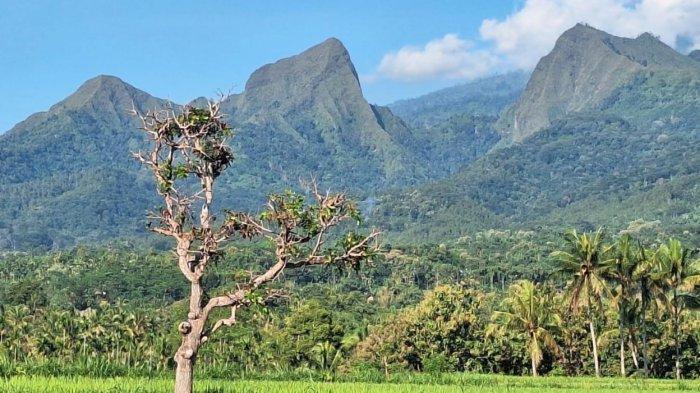 GUNUNG SAENG - Ilustrasi foto Gunung Piramid (tengah), yang berdampingan dengan Gunung Saeng dan Gunung Gul-gulan di Kabupaten Bondowoso, Jawa Timur
